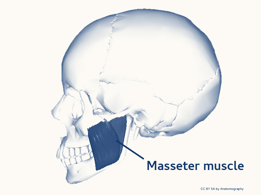 masseter muscles infographic